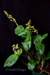 Dendrobium Mauka (Kaila Quintal x polysema) – Long lasting! - Orchid Design