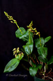 Dendrobium Mauka (Kaila Quintal x polysema) – Long lasting! - Orchid Design