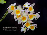 Dendrobium amabile Pink – Mounted - Orchid Design