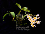 Dendrobium amabile Pink – Mounted - Orchid Design