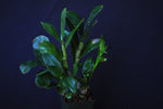 Dendrobium amethystoglossum – Species - Orchid Design
