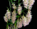 Dendrobium amethystoglossum – Species - Orchid Design