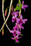 Dendrobium anosmum 'Purple' – Raspberry Fragrant - Orchid Design