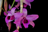 Dendrobium anosmum 'Purple' – Raspberry Fragrant - Orchid Design