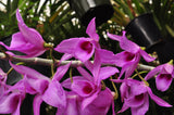 Dendrobium anosmum – Very Fragrant! - Orchid Design