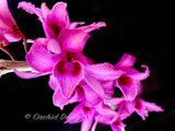 Fragrant species Dendrobium anosmum ('Steve Skoien' x alba) - Orchid Design