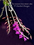 Fragrant species Dendrobium anosmum ('Steve Skoien' x alba) - Orchid Design