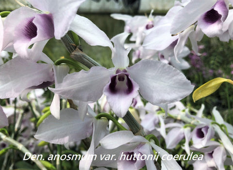 Dendrobium anosmum var. huttonii coerulea – Rare Species, Fragrant - Orchid Design