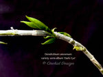 Dendrobium anosmum semi-album 'Dark Eye' – Rare Species, Fragrant! - Orchid Design