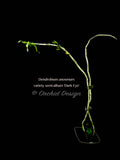 Dendrobium anosmum semi-album 'Dark Eye' – Rare Species, Fragrant! - Orchid Design