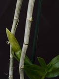 Dendrobium anosmum semi-album 'Pink' – Rare species – Raspberry scent! - Orchid Design
