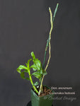 Dendrobium anosmum var. huttonii coerulea – Rare Species, Fragrant - Orchid Design