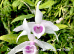 Dendrobium anosmum semi-album 'Pink' – Rare species – Raspberry scent! - Orchid Design