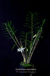 Dendrobium auriculatum–Fragrant Species–4 Season Bloomer - Orchid Design