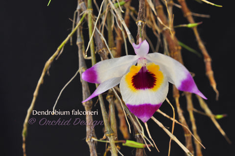 Dendrobium falconeri – Species Fragrant!
