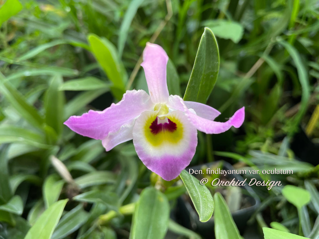 Dendrobium – Tagged 