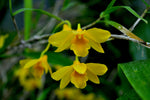 Dendrobium hancockii – Honey Fragrance! - Orchid Design