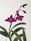Fragrant Dendrobium kingianum Dark Red - Orchid Design