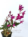 Fragrant Dendrobium kingianum Dark Red - Orchid Design