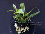 Dendrobium laevifolium Very Cute, Long lasting