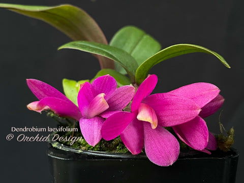 Dendrobium laevifolium Very Cute, Long lasting