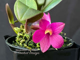 Dendrobium laevifolium Very Cute, Long lasting