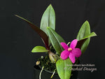 Dendrobium laevifolium Very Cute, Long lasting