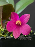 Dendrobium laevifolium Very Cute, Long lasting