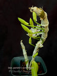 Dendrobium parishii var. semi-alba – Rare Species – Fragrant! - Orchid Design