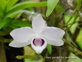 Dendrobium parishii var. semi-alba – Rare Species – Fragrant! - Orchid Design