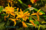 Dendrobium Pixie Charm – Tangerine Fragrant - Orchid Design