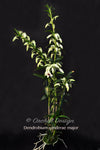 Beautiful & Rare Dendrobium sanderae var. major - Orchid Design