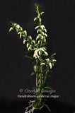Beautiful & Rare Dendrobium sanderae var. major - Orchid Design