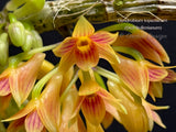 Dendrobium topaziacum (bullenianum) – Rare Species – Flowering Throughout the Year! - Orchid Design