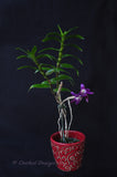 Dendrobium victoria-reginae ('Blues Brothers' x 'Royal Blue') – Dark Blue - Orchid Design