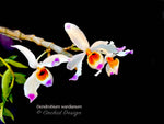 Dendrobium wardianum – Species – Caramel Fragrance - Orchid Design