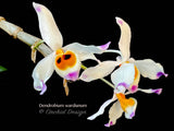 Dendrobium wardianum – Species – Caramel Fragrance - Orchid Design