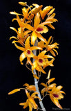 Dendrobium Chanthaboon Sunrise - Orchid Design