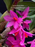 Dendrobium Hibiki - Vibrant, long lasting!