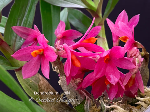 Dendrobium Hibiki - Vibrant, long lasting!