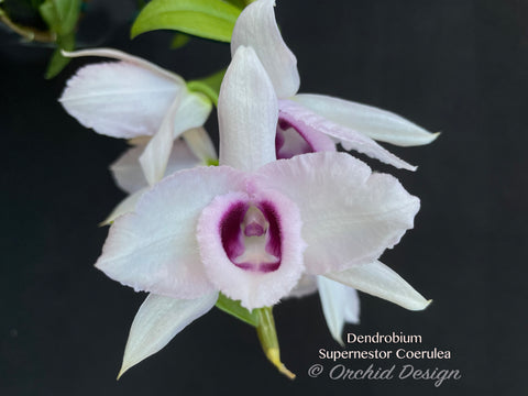 Dendrobium Supernestor Coerulea – Blue, fragrant!