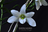 Dendrobium auriculatum–Fragrant Species–4 Season Bloomer - Orchid Design