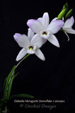 Fragrant Caulaelia (Dialaelia) Mizoguchi (Dial. Snowflake x L. anceps) - Orchid Design