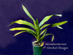 Dimorphorchis lowii – Blooming size, very rare, beautiful, fragrant species - Orchid Design