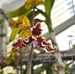 Dimorphorchis lowii – A very rare fragrant species - Orchid Design