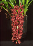 Cymbidium Dorothy Stockstill 'Forgotten Fruit' AM/AOS - Orchid Design