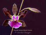 Encyclia Nursery Rhyme 'Genesis' – Fragrant, In Spikes! - Orchid Design