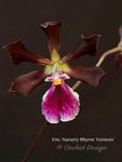 Encyclia Nursery Rhyme 'Genesis' – Fragrant, May blooming! - Orchid Design