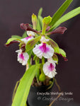 Fragrant Encyclia Shinfong Smile - Orchid Design
