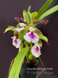 Fragrant Encyclia Shinfong Smile - Orchid Design